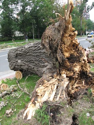 Topola kanadyjska