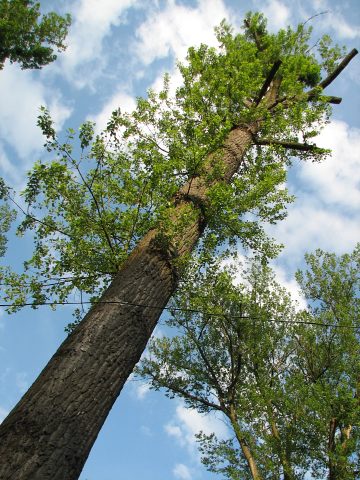Topola kanadyjska