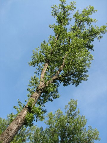 Topola kanadyjska