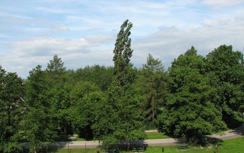 Topola woska
