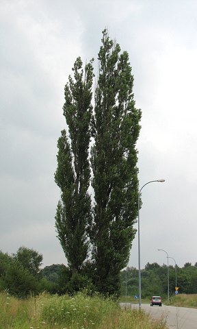 Topola woska