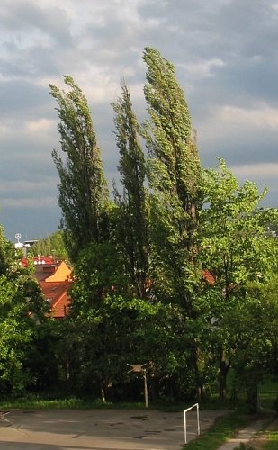 Topola woska