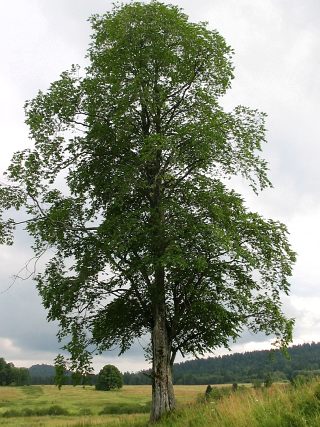 Wiz grski