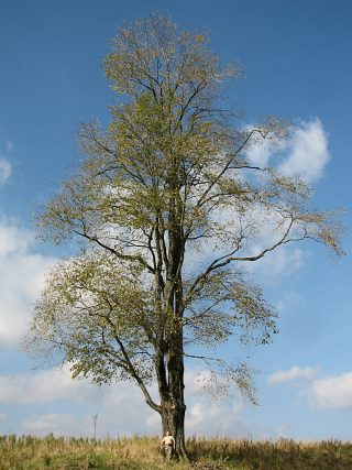 Wiz grski
