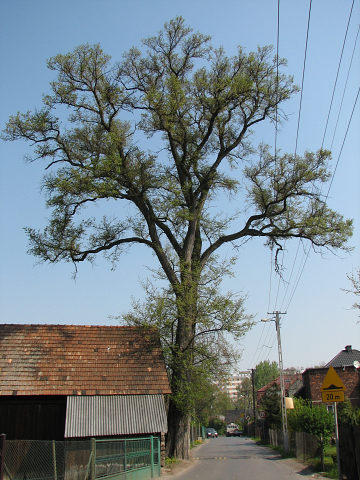 Wiz szypukowy