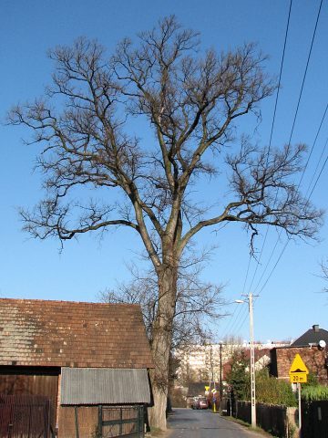 Wiz szypukowy
