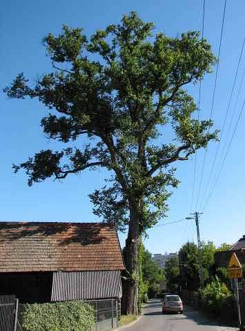 Wiz szypukowy