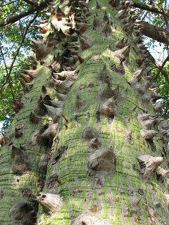Hiszpania, Chorisia speciosa - kora