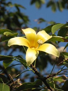 Chorisia speciosa - kwiaty