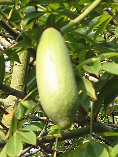 Chorisia speciosa - owoce