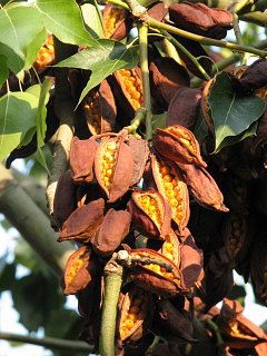 Sterculia diversifolia - owoce