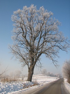 Zima