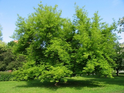 Klon jesionolistny