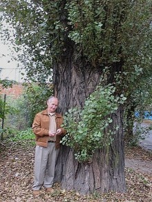 Topola kanadyjska