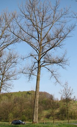 Topola kanadyjska