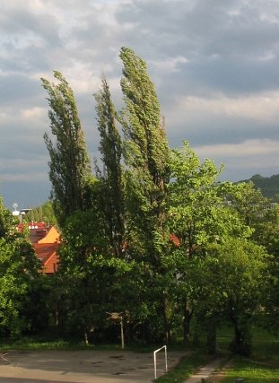 Topola woska