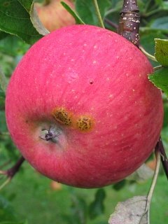 Jabłoń domowa - owoce