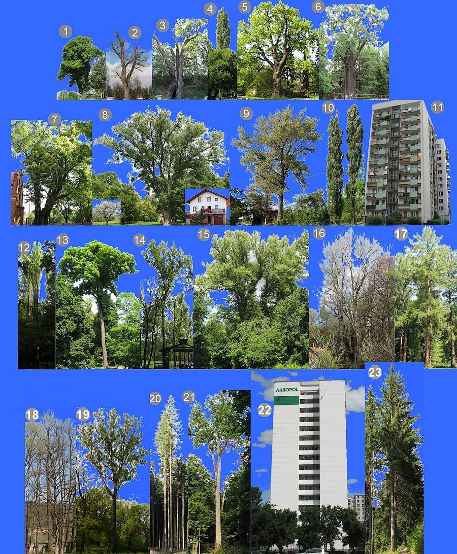 Porwnanie wysokoci drzew
