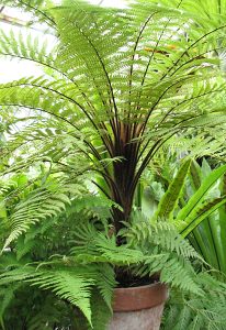 Dicksonia squarrosa