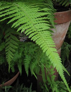 Dicksonia squarrosa