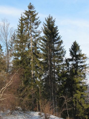 Drzewa iglaste