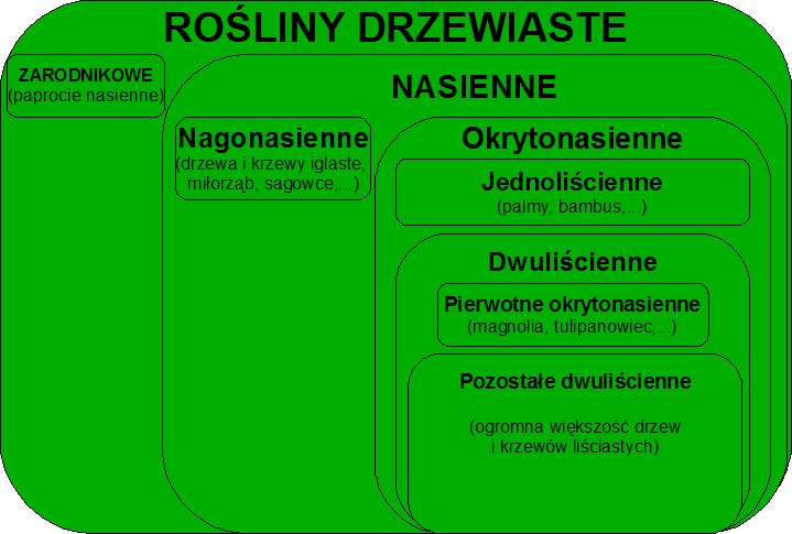 Rośliny drzewiaste
