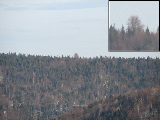 Drzewo gigant