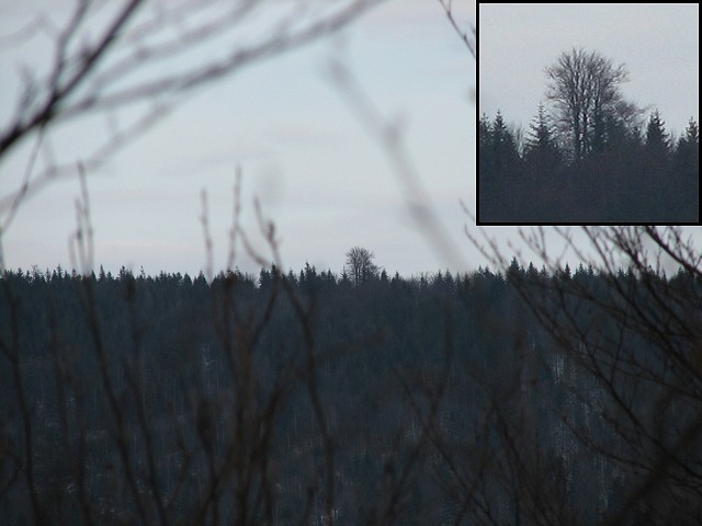 Drzewo gigant