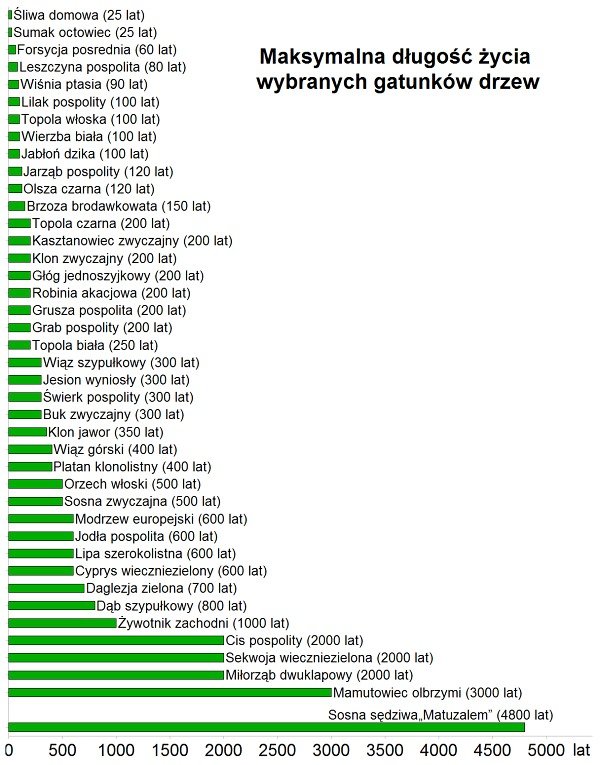 Zestawienie maksymalnych dugoci ycia drzew