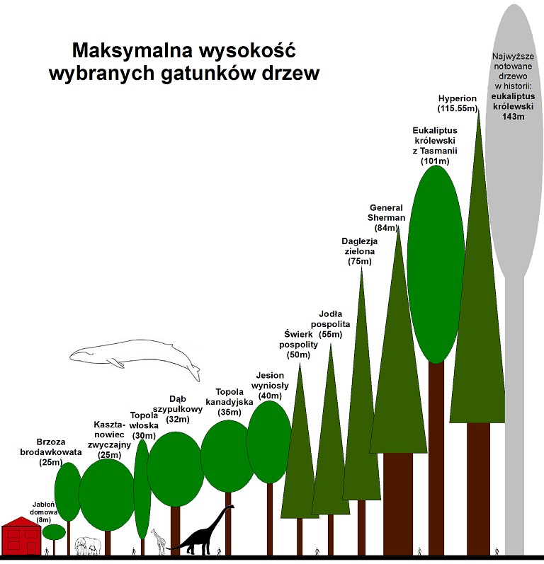 Zestawienie maksymalnych wysokoci drzew
