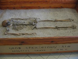 Grb szkieletowy z XI w. (Muzeum Regionalne im. A. Kaubego w Wolinie)