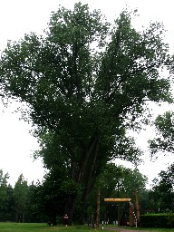 Pole namiotowe przy play w Wolinie - czarna topola